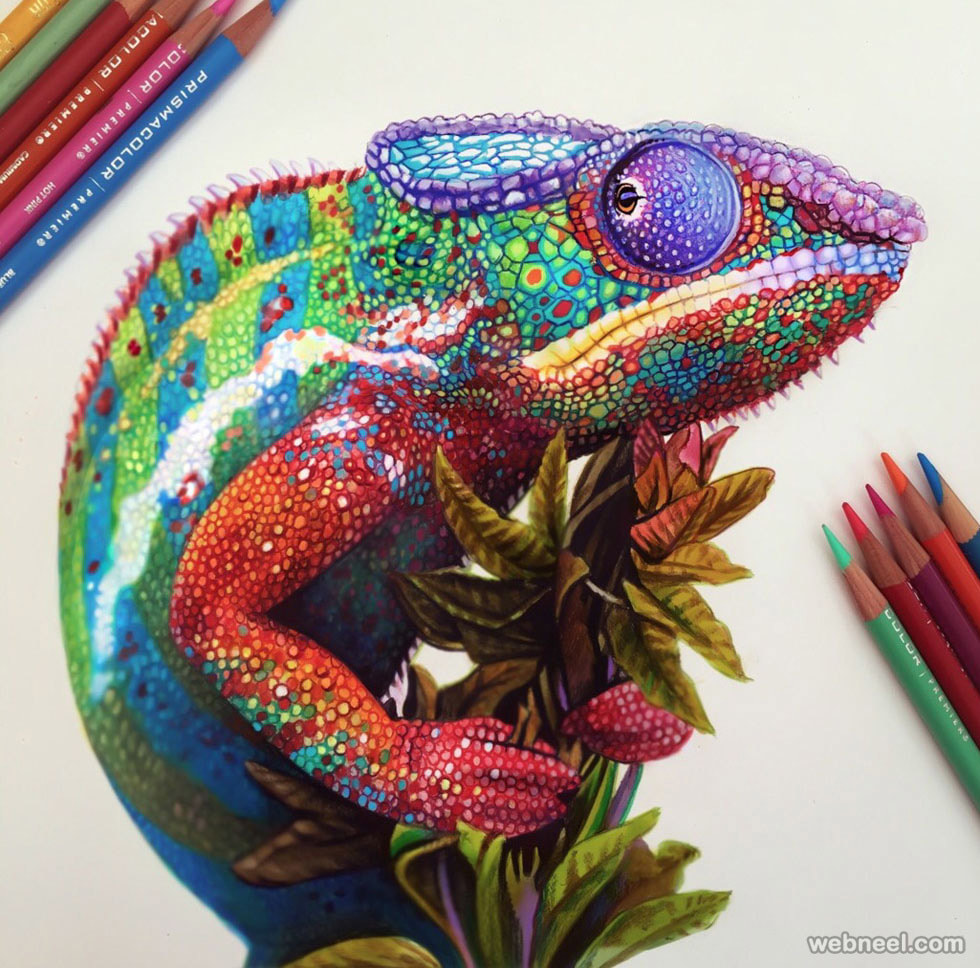 Peacock Colored Pencil Drawing — Tim Jeffs Art-saigonsouth.com.vn
